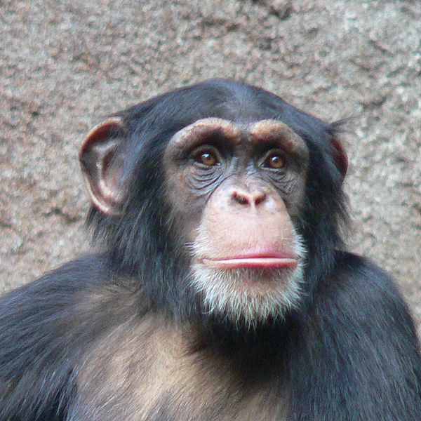 Schimpanse (c) thomas Lersch